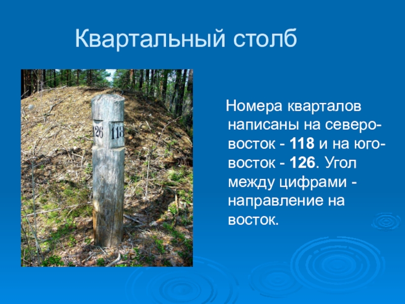 Как назывался столб. Квартальный столб. Квартальный столб в лесу. Столбики в лесу с цифрами. Квартальный столбик.