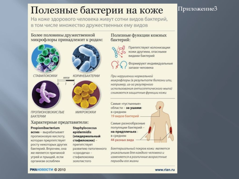 Полезные бактерии картинки