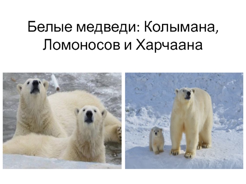 Белые медведи: Колымана, Ломоносов и Харчаана