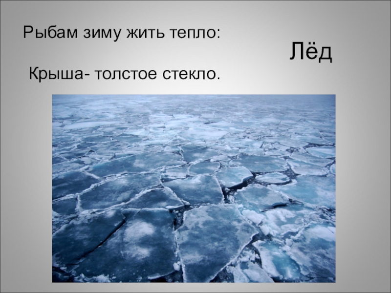 Жив тепло. Рыбам зиму жить тепло крыша толстое стекло. Рыбам зиму жить тепло. Ррыбам ЗИМУЖИТЬ тепло крыша толстое стекло. Загадка рыбам зимой жить тепло крыша толстое стекло.