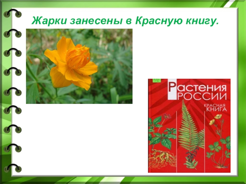 Красная книга хакасии растения