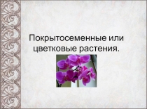 Презентация по теме Покрытосеменные или цветковые растения