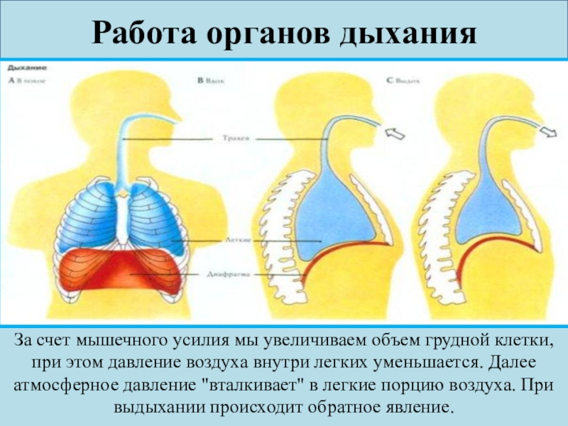 Увеличение дыхания. Давление воздуха в легких при вдохе. Дыхательный объем легких при вдохе увеличивается за счет. При вдохе увеличивается давление в легких. Работа органов при вдохе.