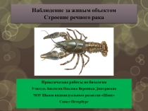 Презентация по биологииСтроение речного рака наблюдение за живым объектом