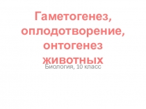 Презентация к уроку биологии 10 класса Гаметогенез, оплодотворение, онтогенез животных
