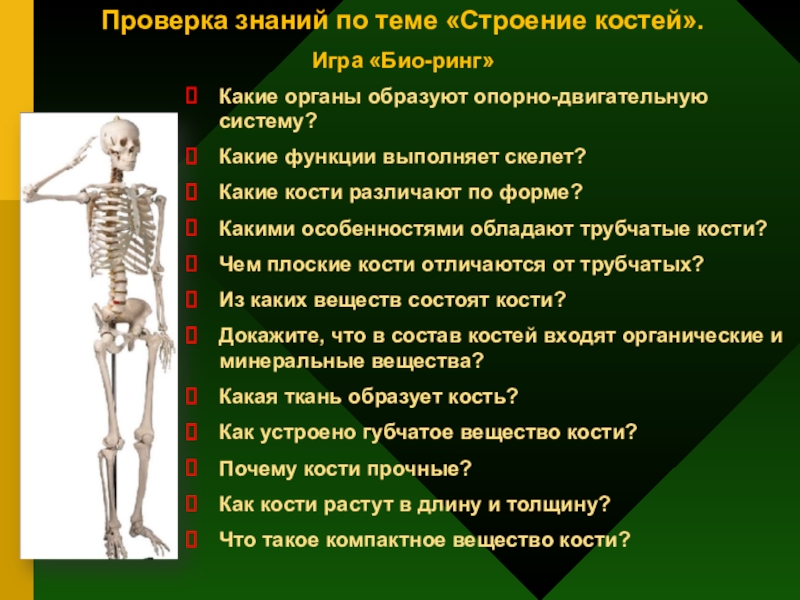 Какую функцию в организме выполняет скелет