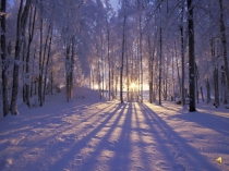 Презентация урока литературного чтения на тему С.Есенин Белая берёза (2 класс)