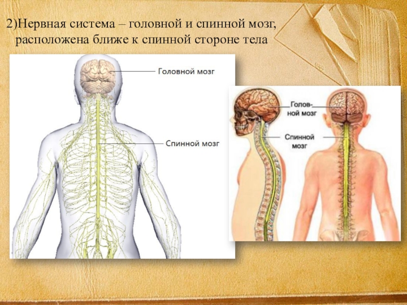 2 нервной системы. Нервная система. Спинной мозг нервная система. Спинной мозг.. Нервная система спинной и головной. Центральная нервная система головной и спинной мозг. Головной спинной мозг нервы.