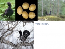 Презентация по биологии Глухарь 7 класс