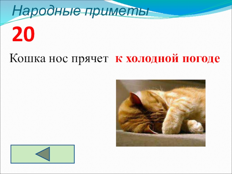 народные приметы связанные с животными. народные приметы кошек. народные приметы. приметы о котах и кошках. кошачьи приметы.