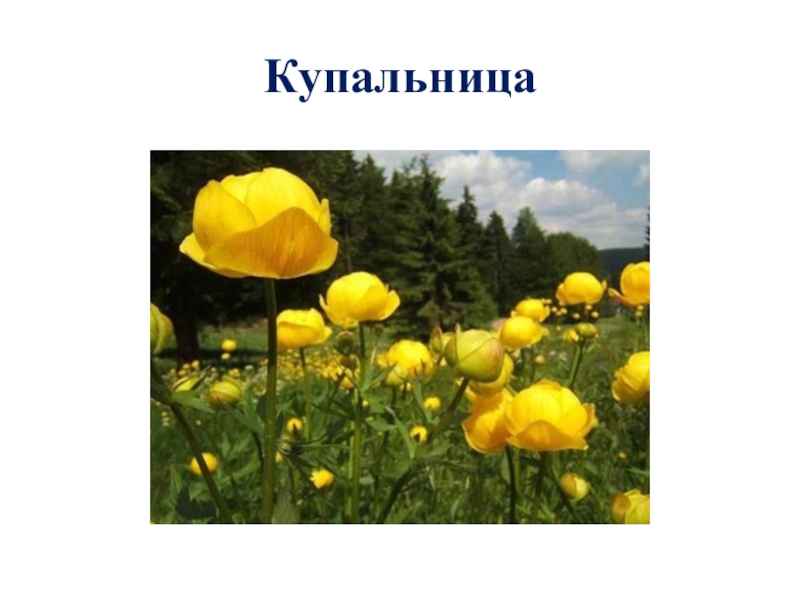 Картинка купальница из красной книги