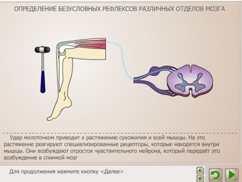 Исследовательский проект безусловные рефлексы головного мозга 8 класс