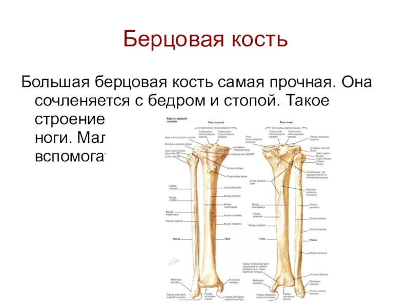 Какая кость большая. Берцовая кость вид кости. Большеберцовая кость Тип кости. Большая и малая берцовые кости строение. Большая и малая берцовые кости анатомия.