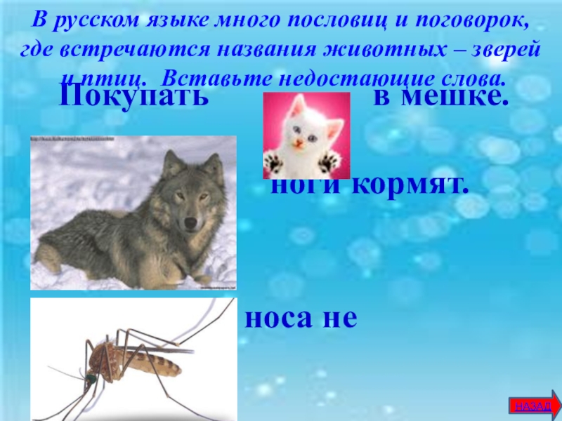 Где ты встречался с присказкой. Пословицы о животных. Поговорки о животных. Пословицы на тему животные. Пословицы о животных в картинках.