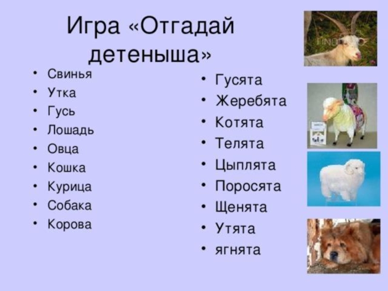 Клички животных. Детёныши животных названия. Имена для животных. Клички домашних животных.