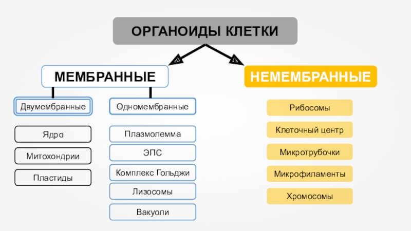 К двумембранным органоидам относятся