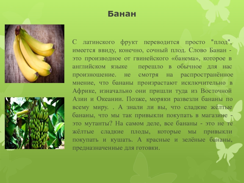 Банан это трава фрукт овощ или ягода. Сообщение о банане. Банан доклад. История банана. Плод банана.
