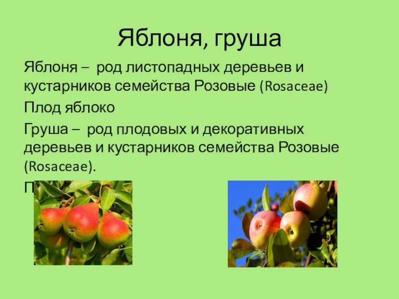 Какую функцию выполняет плод яблони. Род яблоня виды. Яблоня род листопадных деревьев. Яблоня биология 6 класс. Семейство розовые плод.