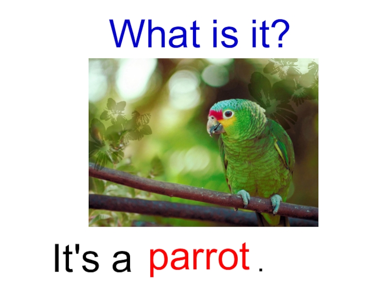 Слово попугай на английском. Попугай по английскому. Попугай по. Parrot на английском языке для детей. Карточки по английскому попугай.