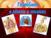 Презентация по биологии для 8 класса Газообмен в легких и тканях