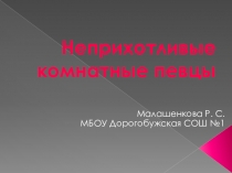 Презентация Неприхотливые комнатные певцы