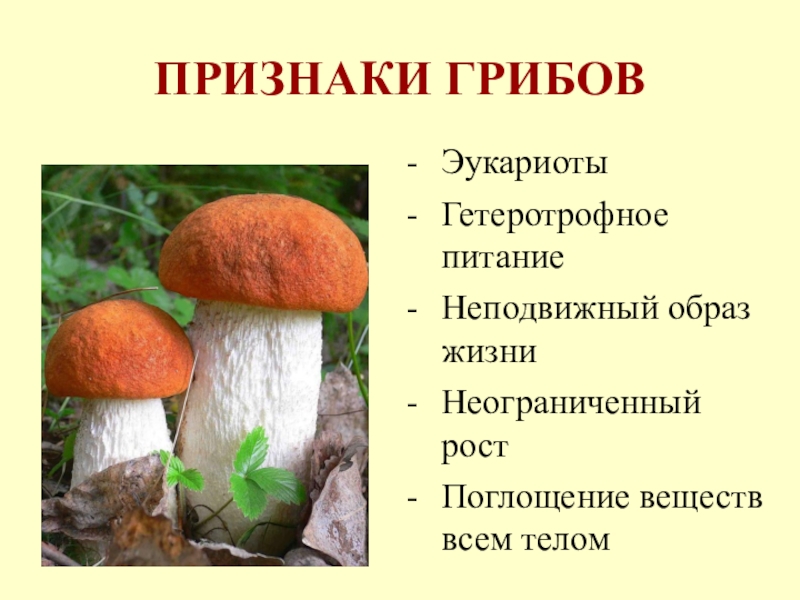 Для грибов характерен рост. Многообразие и значение грибов 5 кл. Гетеротрофное питание грибов. Неограниченный рост у грибов. Грибы 5 класс.