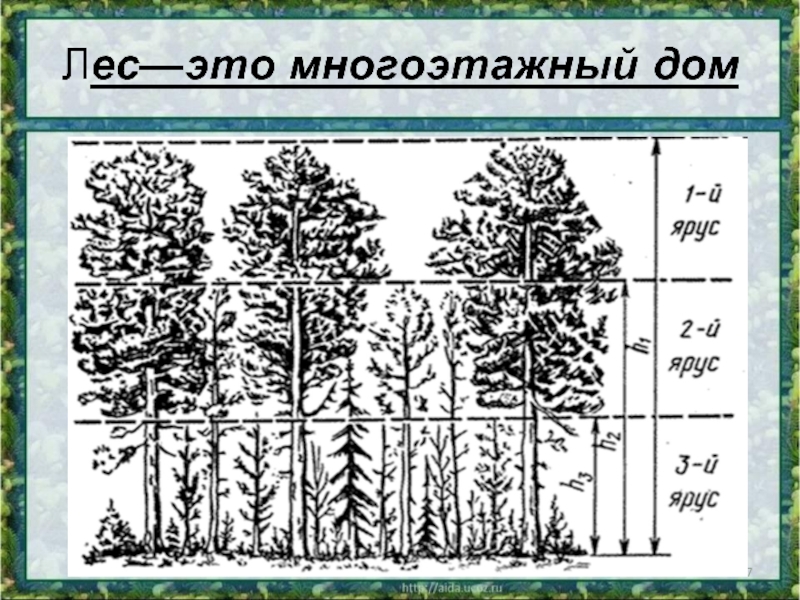 Этажи леса картинки