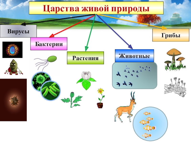 В природе известно царств живых организмов. Царства живой природы 5 класс биология. Царство животных растений грибов бактерий.