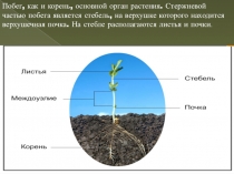 Презентация по биологии на тему Стебель, его строение и значение
