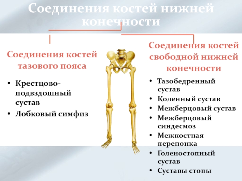 Соединение костей особенности строения конечностей. Скелет свободной нижней конечности Тип соединения костей. Соединения (суставы) костей свободной нижней конечности. Кости свободной нижней конечности их строение и соединения. Строение и соединение костей нижней конечности.