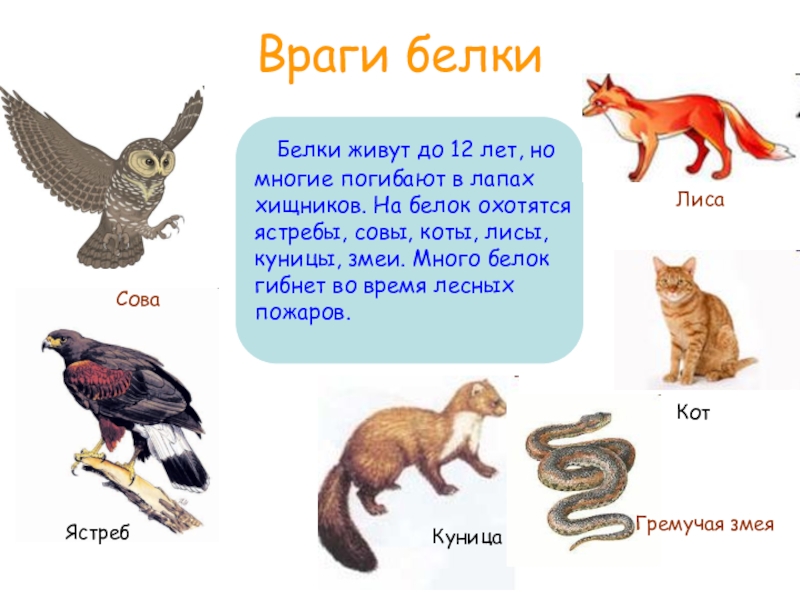 3 белки являются. Враги белки обыкновенной. Враги белки в природе. Враги белок в природе. Враги белок в природе Естественные.