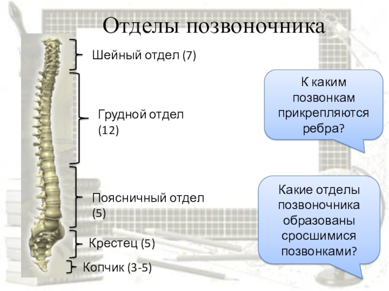 Схема позвонков шейного отдела