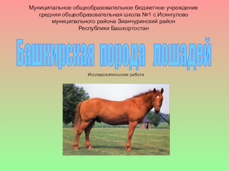 Презентация Презентация МАН Башкирская лошадь