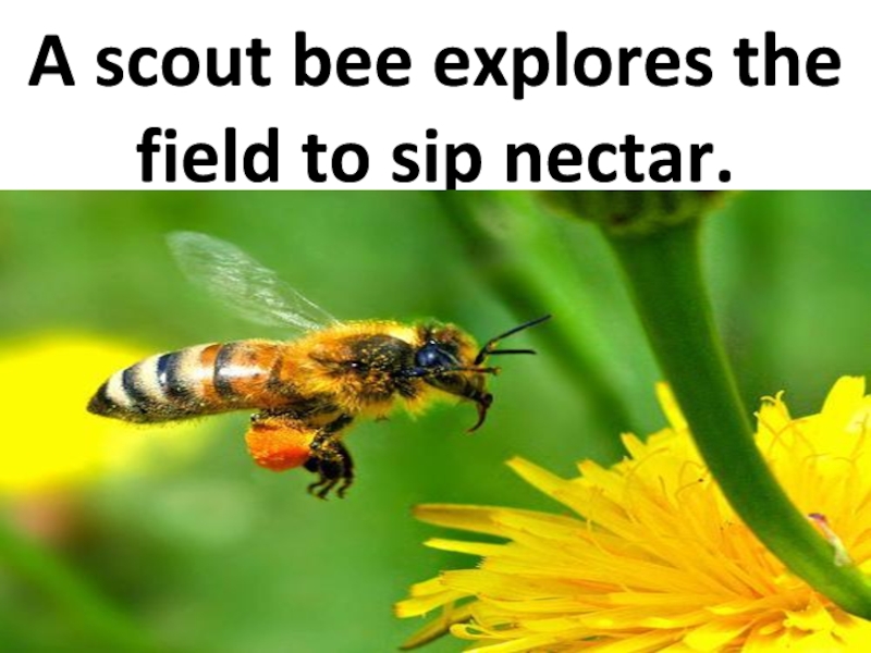 A scout bee explores the field to sip nectar.