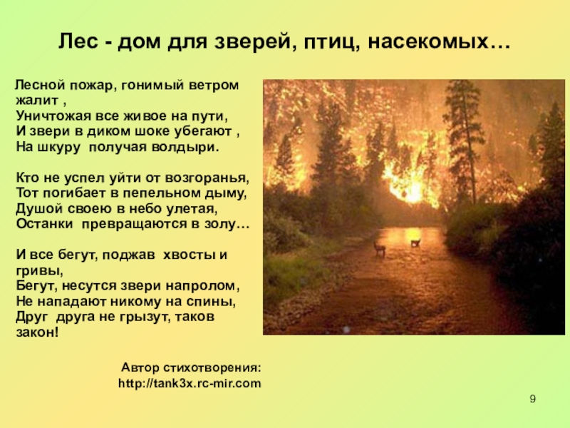 Текст берегите лес от пожара. Текст на тему берегите лес. Беречь лес сочинение. Сочинение на тему береги лес. Сочинение на тему береги лес от пожара.