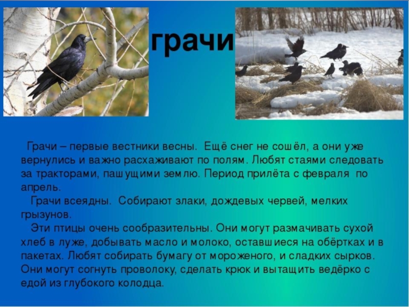 Написать сочинение на тему пернатые гости 3 класс по плану