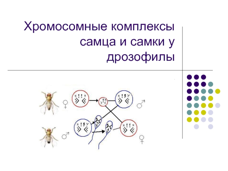 Рассмотрите рисунок на котором представлена схема хромосомной дифференциации пола у дрозофил