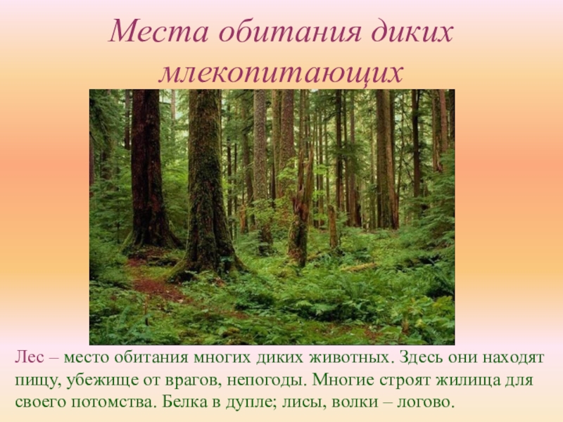 Место обитания. Места обитания диких животных. Дикие животные местообитание лес. Место обитания млекопитающих. Зона обитания животных лес.