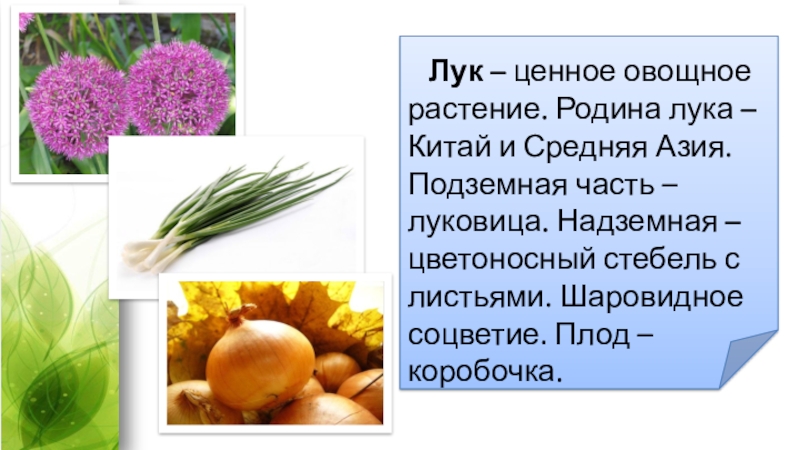 урожай овощей. фермерские овощи. овощные растения. овощные растения. капуста брокколи.