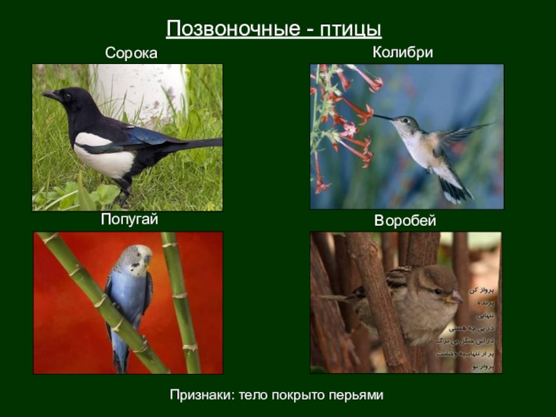 Костные птицы примеры. Позвоночная птица. Виды позвоночных птиц. Позвоночные птицы названия. Группа позвоночных животных птицы.