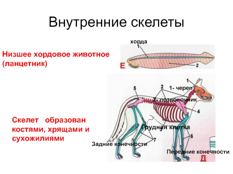 Внутренний скелет хорда. Хордовые осевой скелет. Внутренний осевой скелет хорда. Скелет хордовых животных состоит из 5 отделов. Внутренний осевой скелет хордовых.