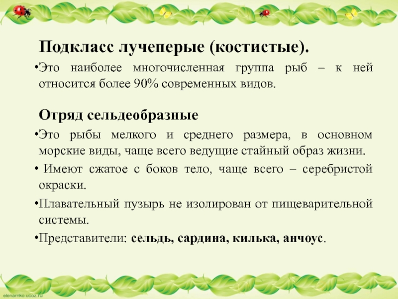 Подкласс лучеперые (костистые).Это наиболее многочисленная группа рыб – к ней относится более 90% современных видов.Отряд сельдеобразныеЭто рыбы