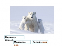 Презентация по Биологии на тему Критерии вида