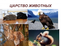 Презентация по биологии на тему Царство Животные, 5 кл