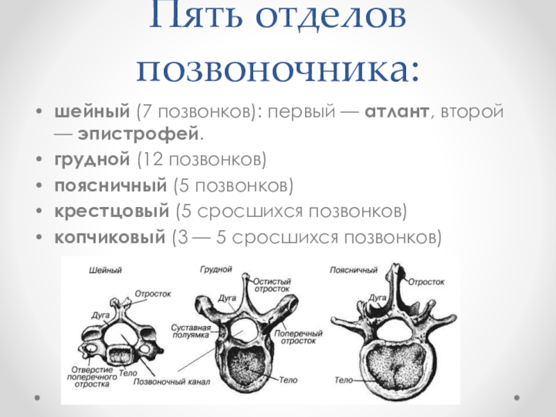 5 поясничный позвонок