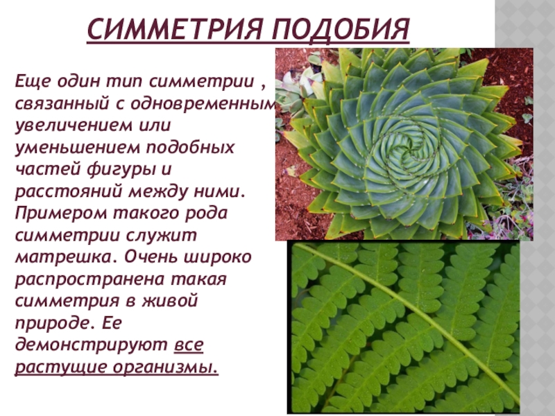 1 тип симметрии. Симметрия подобия. Симметрия подобия примеры. Симметрия подобия в живой природе. Симметрия подобия в природе примеры.