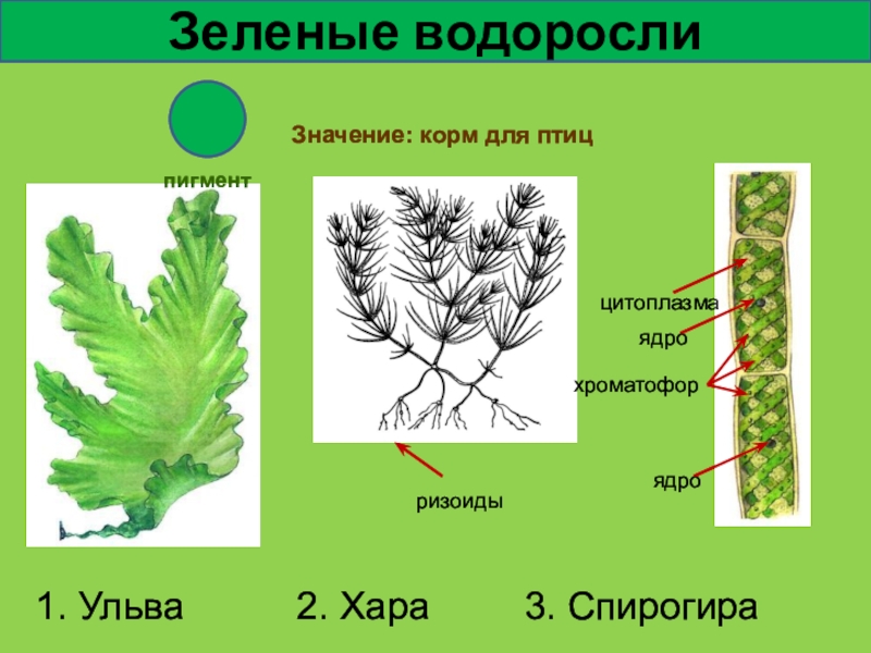 Нарисовать водоросли по биологии 5 класс