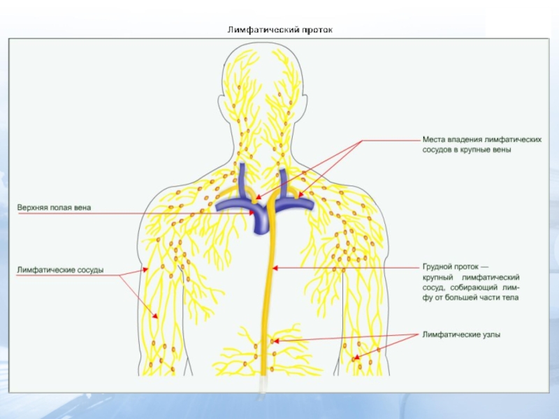 Схема лимфатических протоков
