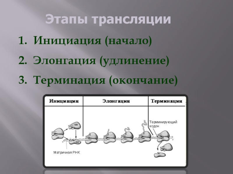 Этапы трансляции Инициация (начало) Элонгация (удлинение) Терминация (окончание)