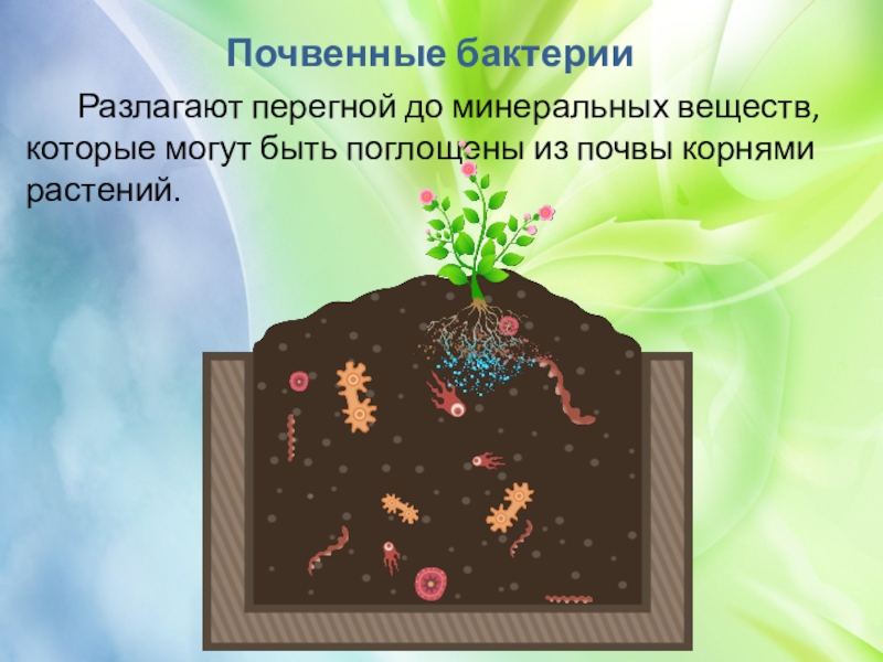 Микроорганизмы обитающие в почве относятся к группе. Почвенные бактерии. Бактерии в почве. Почвенные микроорганизмы. Микроорганизмы в почве.
